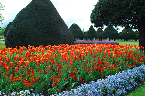 orange tulips in hampton court gardens