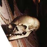 skull in holbein painting