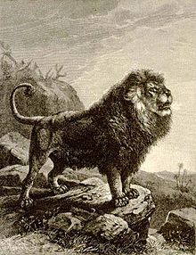 Barary Lion - Illustration by Joseph Bassett Holder