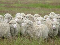 NZ-sheep
