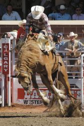 Bronco rider at the Calgary Stampede