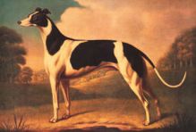 English Greyhound