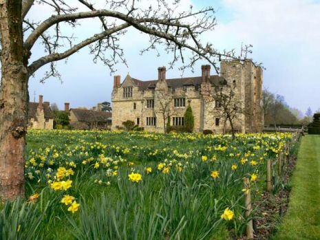 Hever Castle daffodils